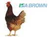 ISA Brown Parents begans production